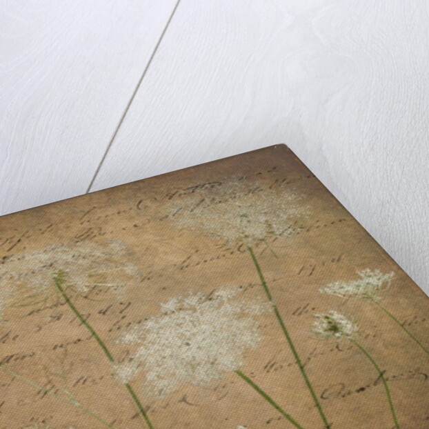 Cow parsley flowers by Assaf Frank